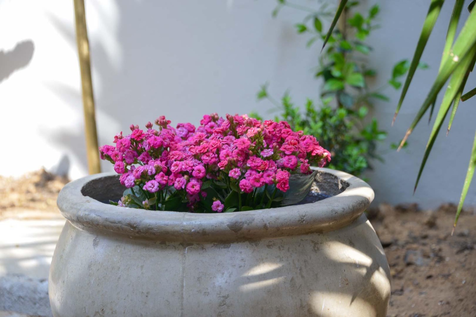 Pink blooms in the private garden